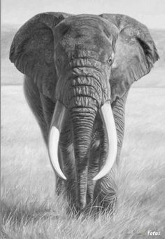 an elephant with tusks standing in the grass looking at the camera, black and white photograph