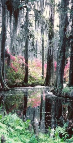 a swampy area with trees and flowers in the foreground, surrounded by lush green foliage