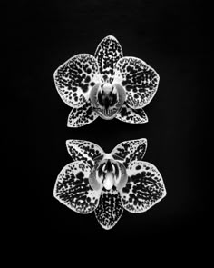 two black and white orchids on a black background