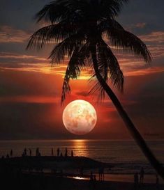 the sun is setting behind a palm tree in front of an ocean and sky background