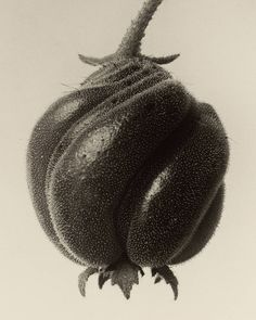 a black and white photo of a plant with very large leaves on it's head