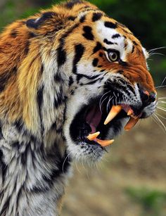 a close up of a tiger with its mouth open