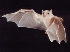 a black and white photo of a bat