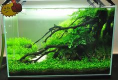 an aquarium filled with green plants and trees in front of a wall mounted fish tank