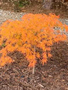 an orange tree in the middle of some mulch