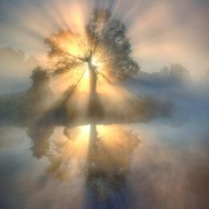 the sun shines brightly behind a tree on a foggy day