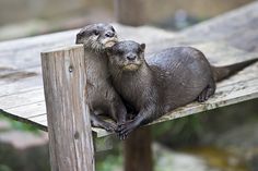 two otters sitting on top of a wooden platform