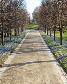 a dirt road lined with trees and flowers next to a field full of bluebells