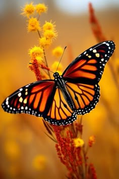 a butterfly that is sitting on some flowers