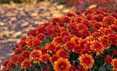 many orange and red flowers in a garden