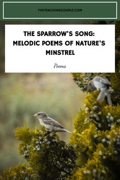 the sparrow's song - medical poem of nature's minstrell