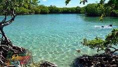 a man swimming in the clear blue water next to some trees and rocks on the shore