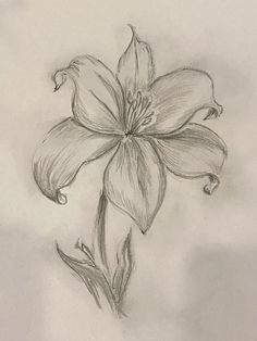 a pencil drawing of a flower on a white paper