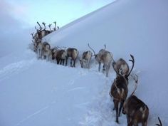 a herd of reindeer walking across a snow covered slope