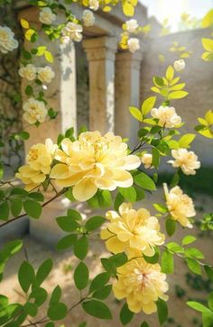 yellow flowers are blooming on the outside of an old stone building with columns in the background