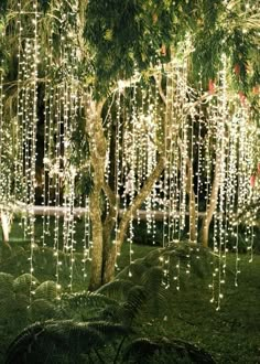 a tree with lights hanging from it's branches