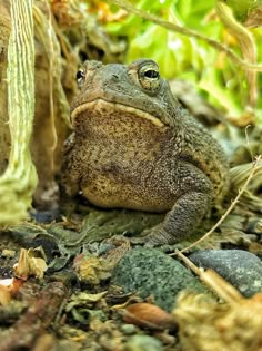 a frog is sitting on the ground looking up