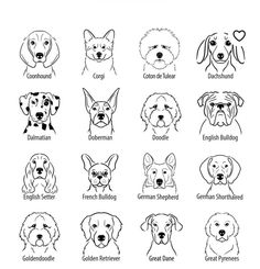 the dog breeds in german shepherd, english bulldog, german shepherd and golden retriever