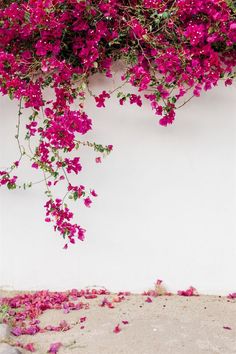 purple flowers are growing on the side of a white wall with pink petals all over it