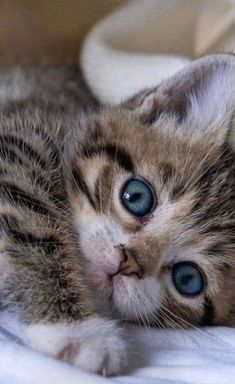 a kitten with blue eyes laying on top of a bed