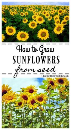 sunflowers growing in a field with the words how to grow sunflowers from seed