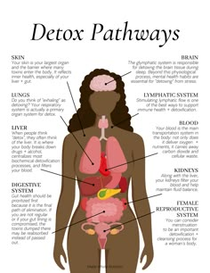 Detox Pathways, Functional Health, Inner Health, Resep Diet, Feminine Health, Makanan Diet, Herbs For Health, Health Research, Hormone Health