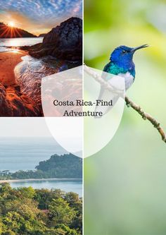 the costa rica - find adventure logo is shown in three different pictures, including a bird on a branch