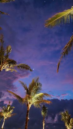 palm trees are silhouetted against the evening sky in this tropical scene with moon and clouds