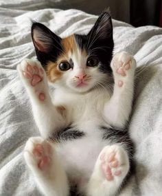 a cat laying on top of a bed with its paws raised up in the air