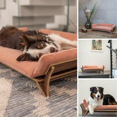 a collage of photos with a dog laying on top of a couch and other furniture