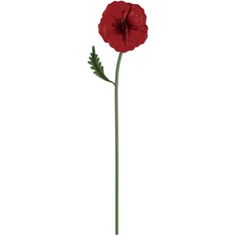 a single red flower on a white background