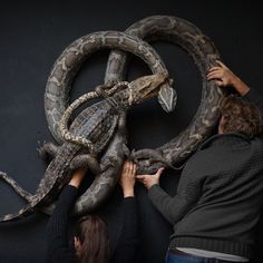 two people touching an enormous snake in front of a black wall with another person reaching for it