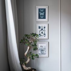 a bonsai tree sits in front of three framed pictures