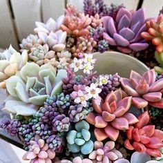 there are many different colored succulents in the pot