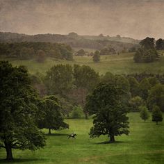 two horses graze in a green pasture with trees and hills behind them on a foggy day