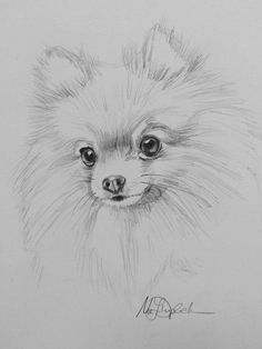 a pencil drawing of a small dog's face