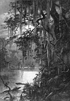 an old black and white photo of a swampy area with trees in the foreground