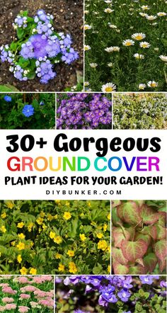 the cover image shows many different types of flowers and plants with text overlay that reads, 30 + gorgeous ground cover plant ideas for your garden