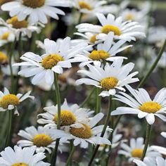 many white flowers with yellow centers in a field