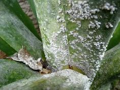 some white stuff on the leaves of a plant