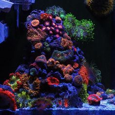 an aquarium filled with lots of different colored corals