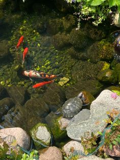 several fish swimming in a pond with rocks and plants