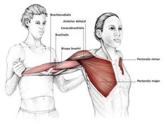 an image of a woman showing the muscles in her arm and shoulder, with text below it