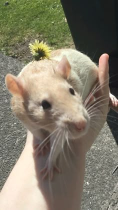 a person holding a small rodent in their hand on the sidewalk near some grass