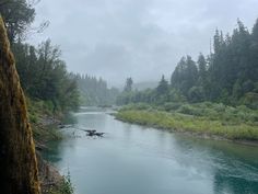 a river running through a forest filled with lots of green grass and trees on both sides