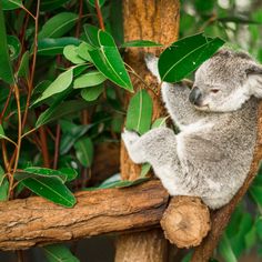 a koala bear sitting on top of a tree branch next to some green leaves