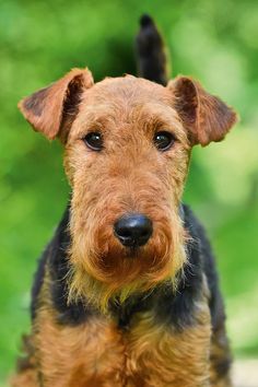 a brown and black dog standing in the grass