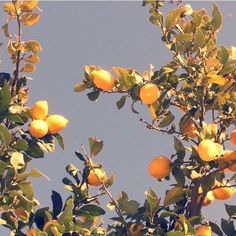 there are many lemons growing on the tree and blue sky in the back ground