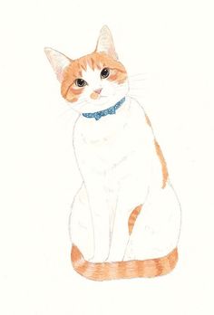 an orange and white cat with a blue bow tie sits on the floor in front of a white background