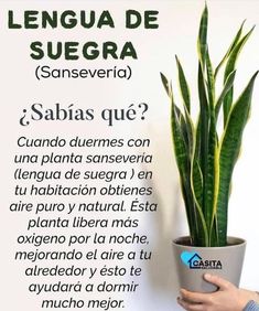 a person holding a potted plant in front of a white wall with spanish text